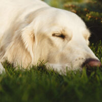 Portrait of a beautiful Golden Retriever dog with a pedigree. The dog purebred is surrounded by greenery. Concept beauty, softness, pedigree.