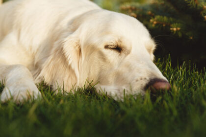 Portrait of a beautiful Golden Retriever dog with a pedigree. The dog purebred is surrounded by greenery. Concept beauty, softness, pedigree.