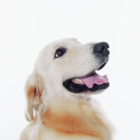 Shot of a golden retriever dog