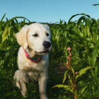 English Golden Retriever on farm