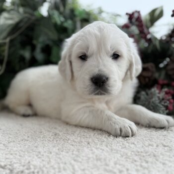 English Golden Retriever puppy trained for service