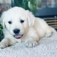 english golden retriever puppy from MN English