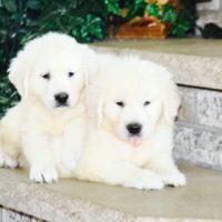 English Golden puppies sitting together