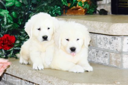 English Golden puppies sitting together