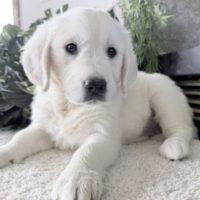 small white puppy laying down