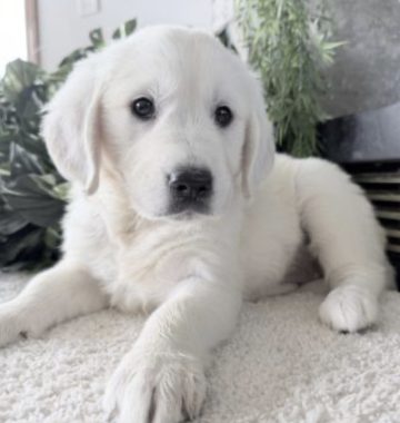 small white puppy laying down